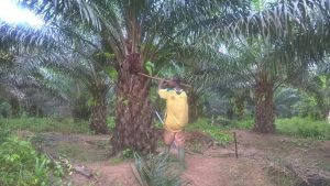 Ivory Coast palm oil worker harvesting oil pods - Palm Oil Cote d'Ivoire