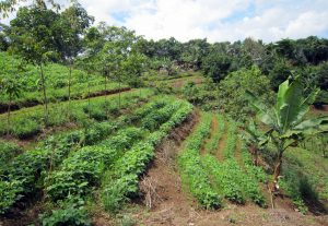 Taungya - Agronomy - Agroforestry - Côte d'Ivoire Agriculture - AgriSmart, Inc. Côte d'Ivoire