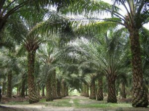 Oil Palms - AgriSmart DRC Meeting Success